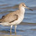 Willet